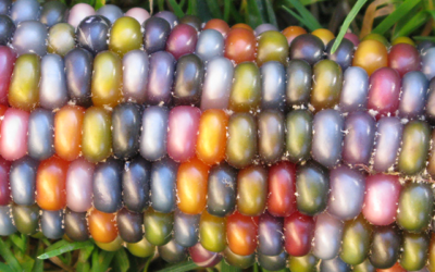 Bulletin de commande de semences disponible en ligne