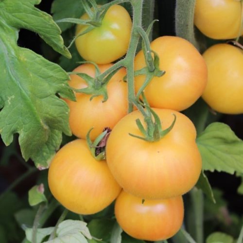 10. Tomate jaune
