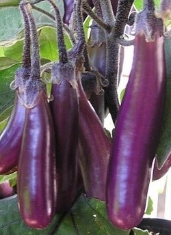 22. Aubergine