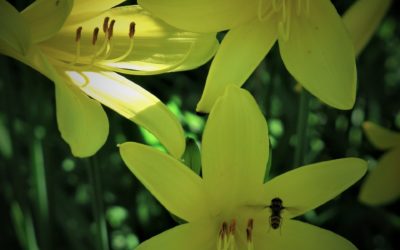 Samedi 13 juin de 9h à 16h  Marché chez ResSources à Bretonnières