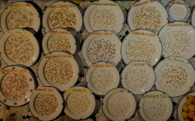 Rapport d&rsquo;activités ResSources 2020