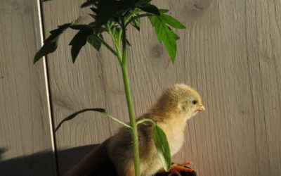 Plantons 2021 à Bretonnières – Libre service