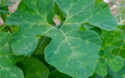 Marché aux plantons : Cucurbitacées & Artemisia annua
