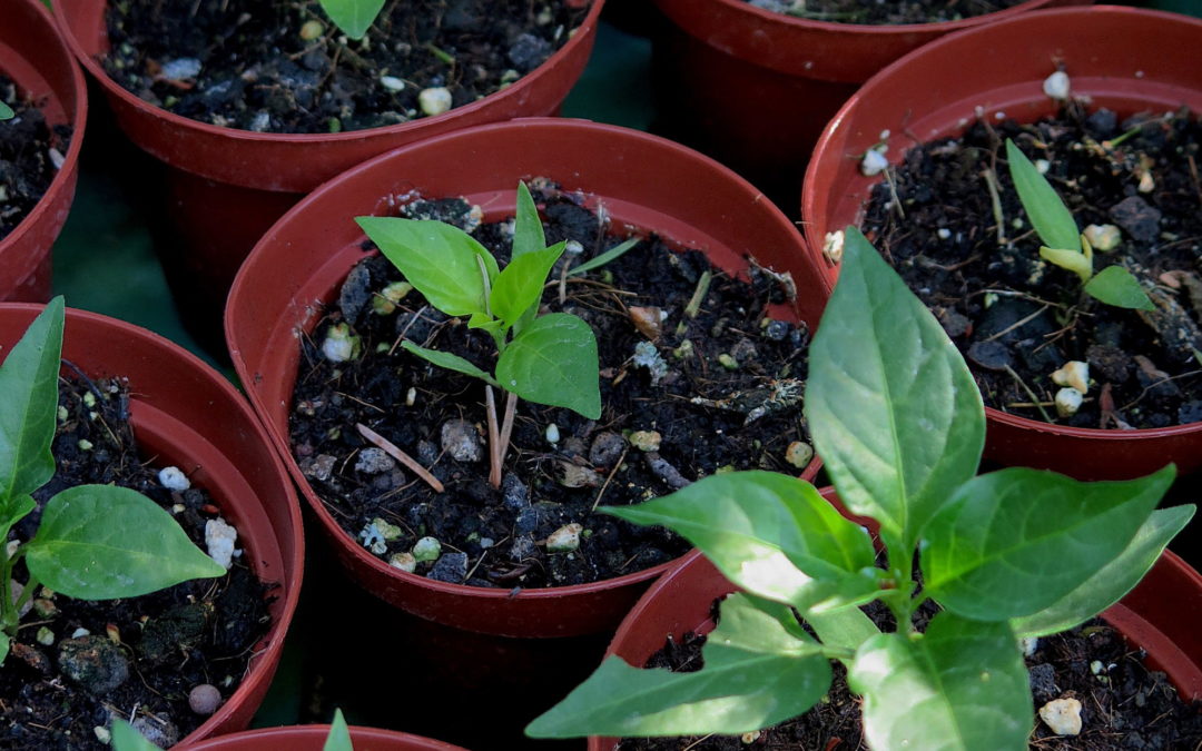 Plantons en libre service 2023 : fin de séries