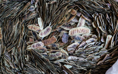 Soirée « Graines voyageuses » – 18 novembre