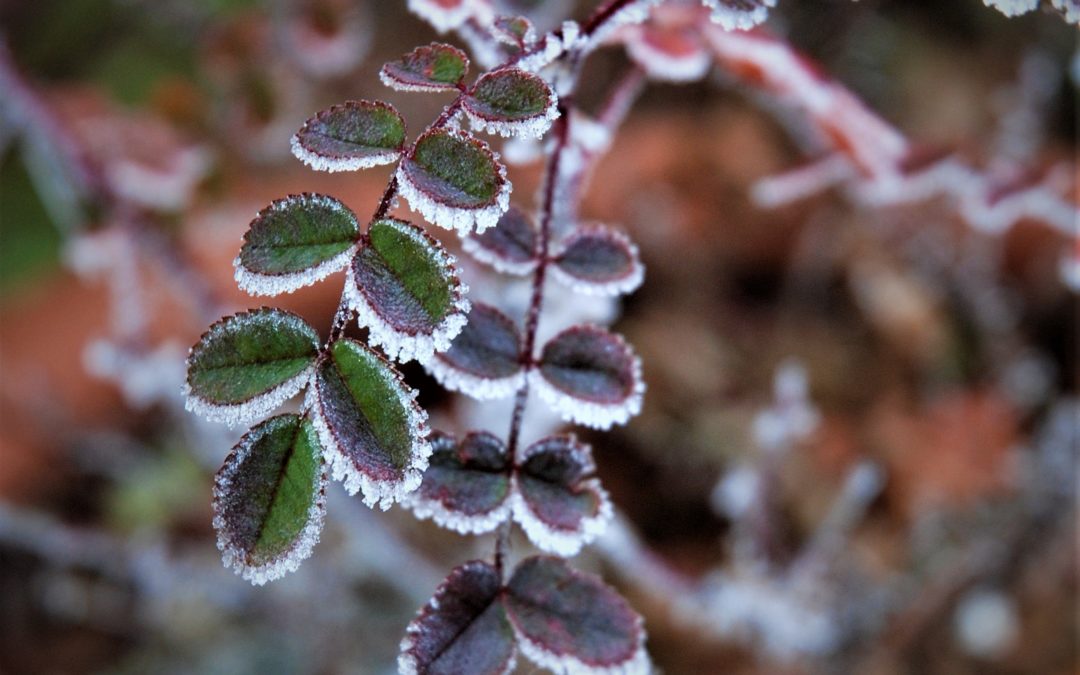 Pause et repos hivernal