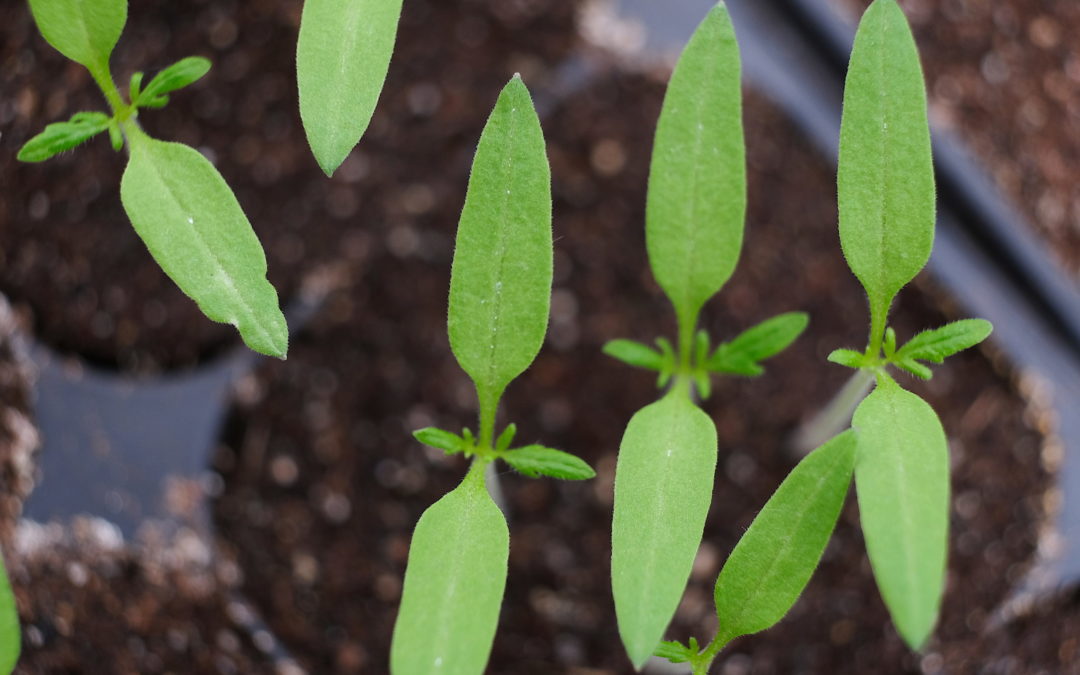 Marchés aux plantons