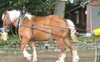 Conférence « La traction animale, une ressource pour demain? » 27 septembre