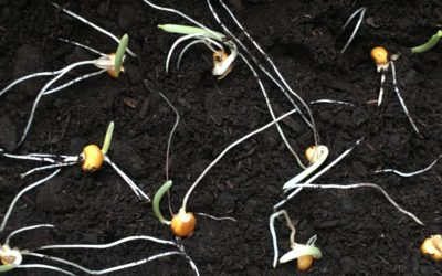 Le temps des semis sous couches