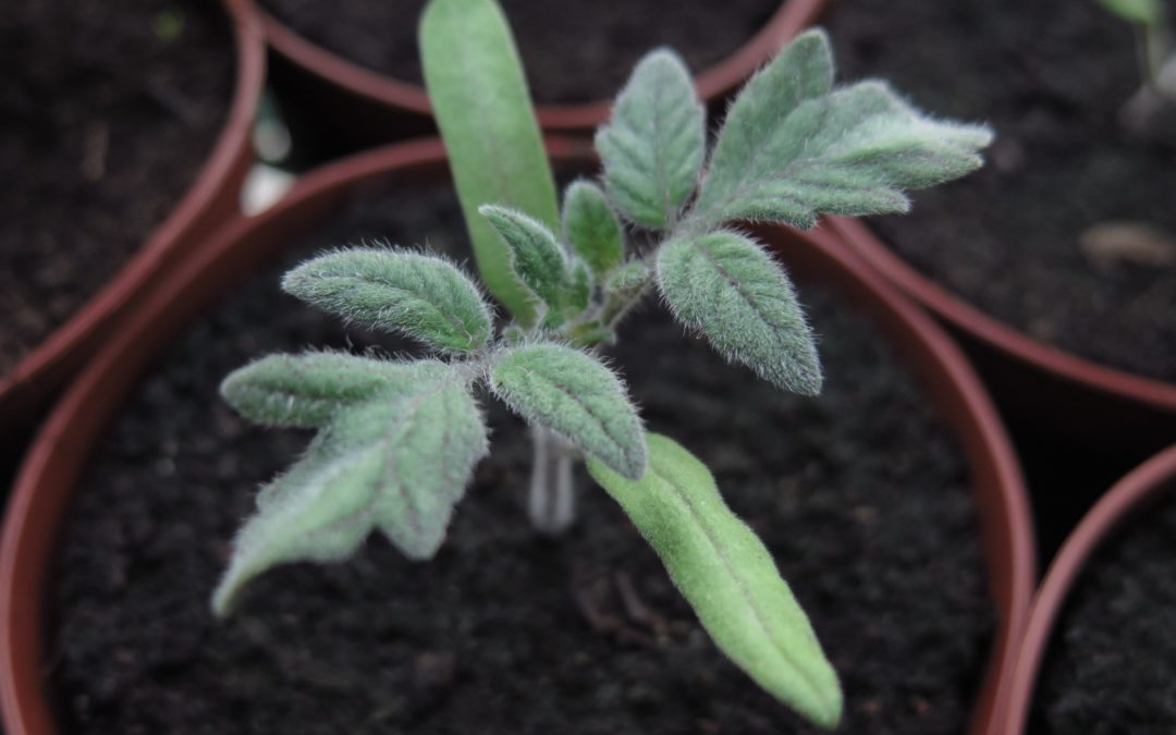 Plantons de variétés bio et reproductibles 2026 en libre service à Bretonnières