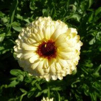 Calendula - Snow Princess