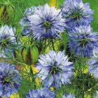 Nigelle - De Damas