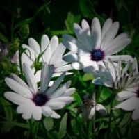 Arctotis venusta -