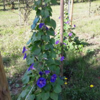 Ipomée (Liseron bleu) - Purpurea