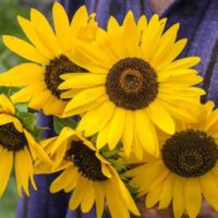 Tournesol - Henry Wilde