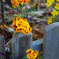 Tagète - Sparkler Marigold