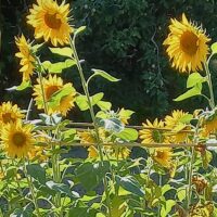 Tournesol - Rosana