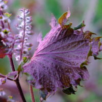 Perilla - Pourpre