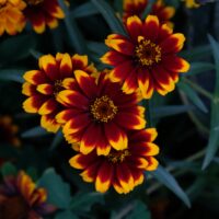 Zinnia - Tapis persan