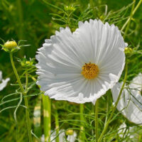 Cosmos - White Cupcake