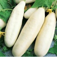 Concombre - Arboga White