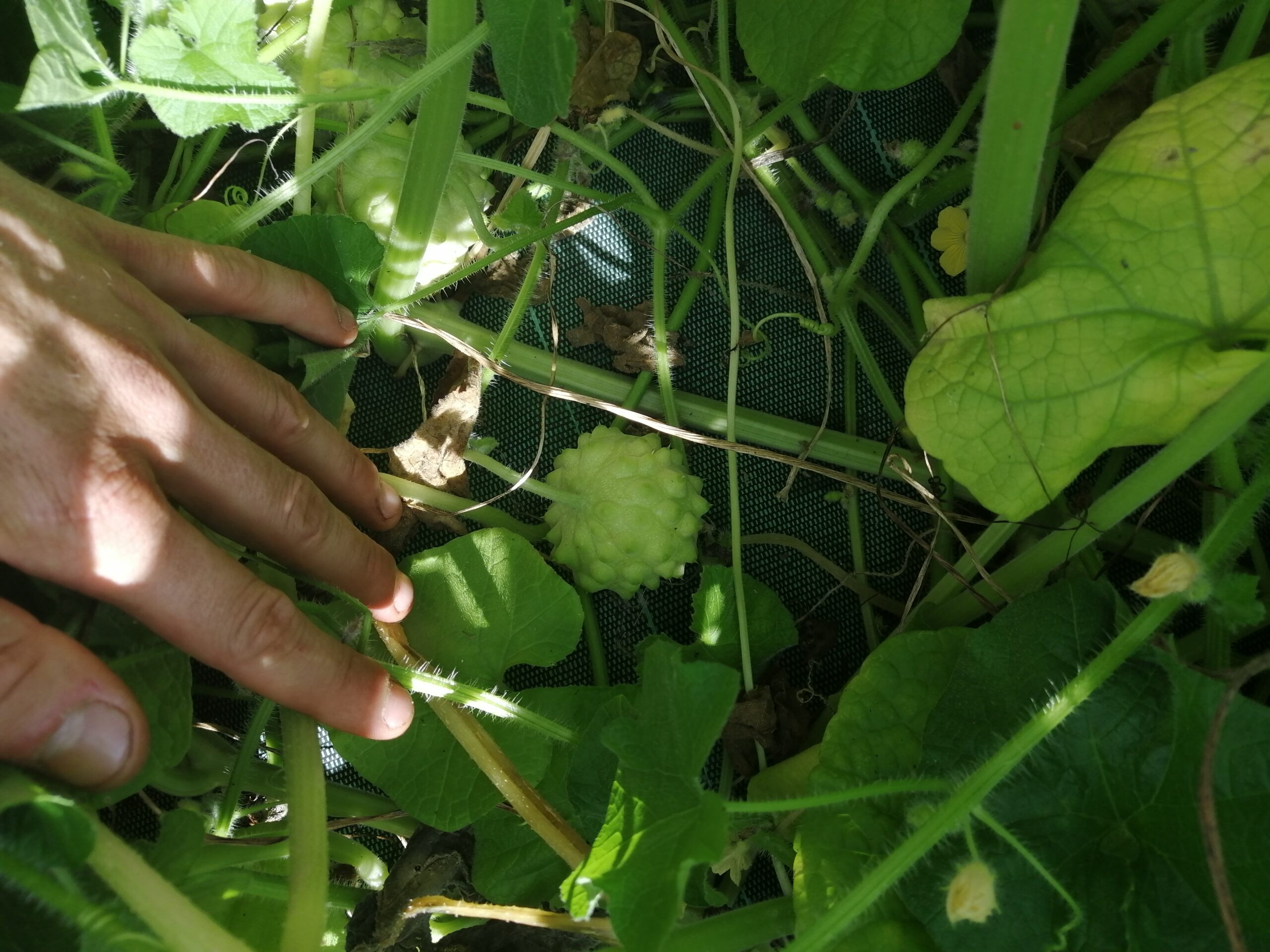Kiwano - Rond Blanc