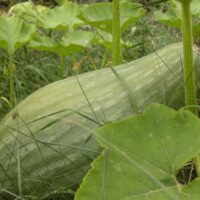 Courge maxima - Sibley