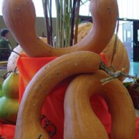 Courge moschata - Longue de Nice