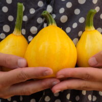 Courgette - Lemon squash