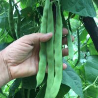 Haricot mangetout à rames - Sabre Helda