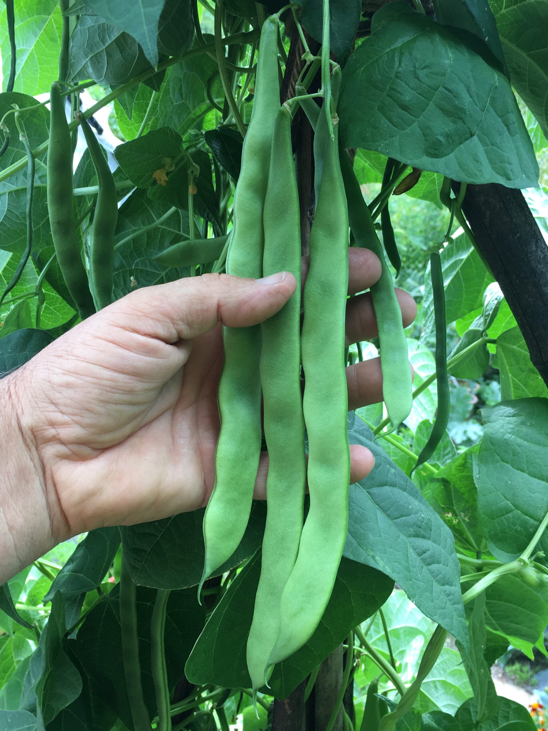 Haricot mangetout à rames - Sabre Helda