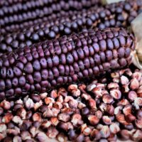 Maïs à farine - Osage Brown Corn