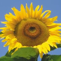 Tournesol à graines - Mammoth