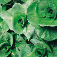 Chicorée amère - Grumolo Verde