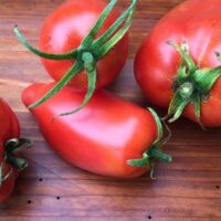 Tomate rouge mi-saison - Jersey Devil