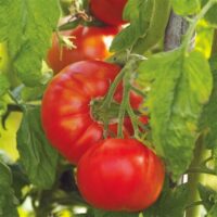 Tomate rouge mi-saison - Merveille des Marchés