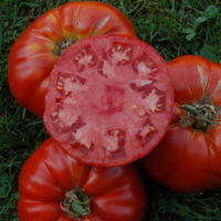 Tomate rouge mi-saison - Burpee delicious