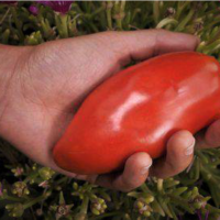 Tomate rouge tardive - Cornue des Andes