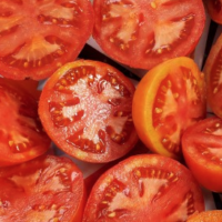 Tomate rouge précoce - Earliana