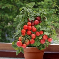 Tomate rouge précoce - Bogus Fruchta