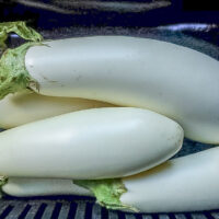 Aubergine - Dourga