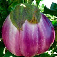 Aubergine - Rosa bianca