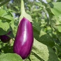 Aubergine - Violette de Toulouse