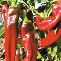 Piment peu fort - Boldog hungarian spice