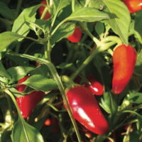 Piment peu fort - Babura