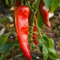 Piment doux (poivron) - Corno di bue rosso