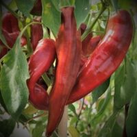 Piment peu fort - Numex Big Jim