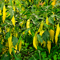 Piment fort - Aji Amarillo
