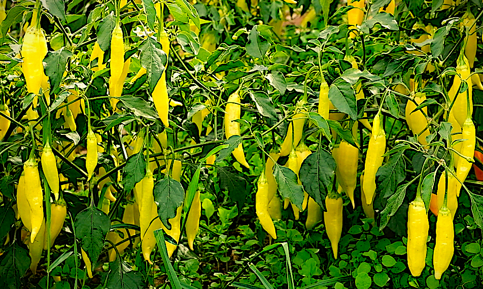 Piment fort - Aji Amarillo