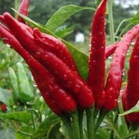 Piment fort - Takanotsume - la serre de l'aigle